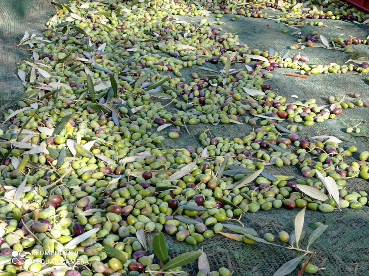 רג'לו Agriturismo Bellosguardo מראה חיצוני תמונה