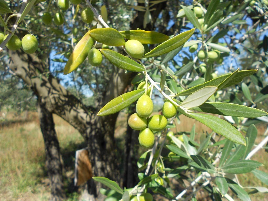 רג'לו Agriturismo Bellosguardo מראה חיצוני תמונה