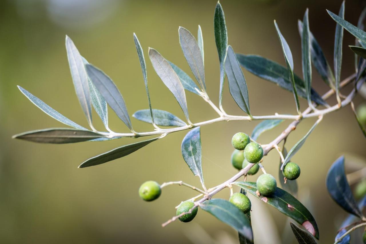 רג'לו Agriturismo Bellosguardo מראה חיצוני תמונה